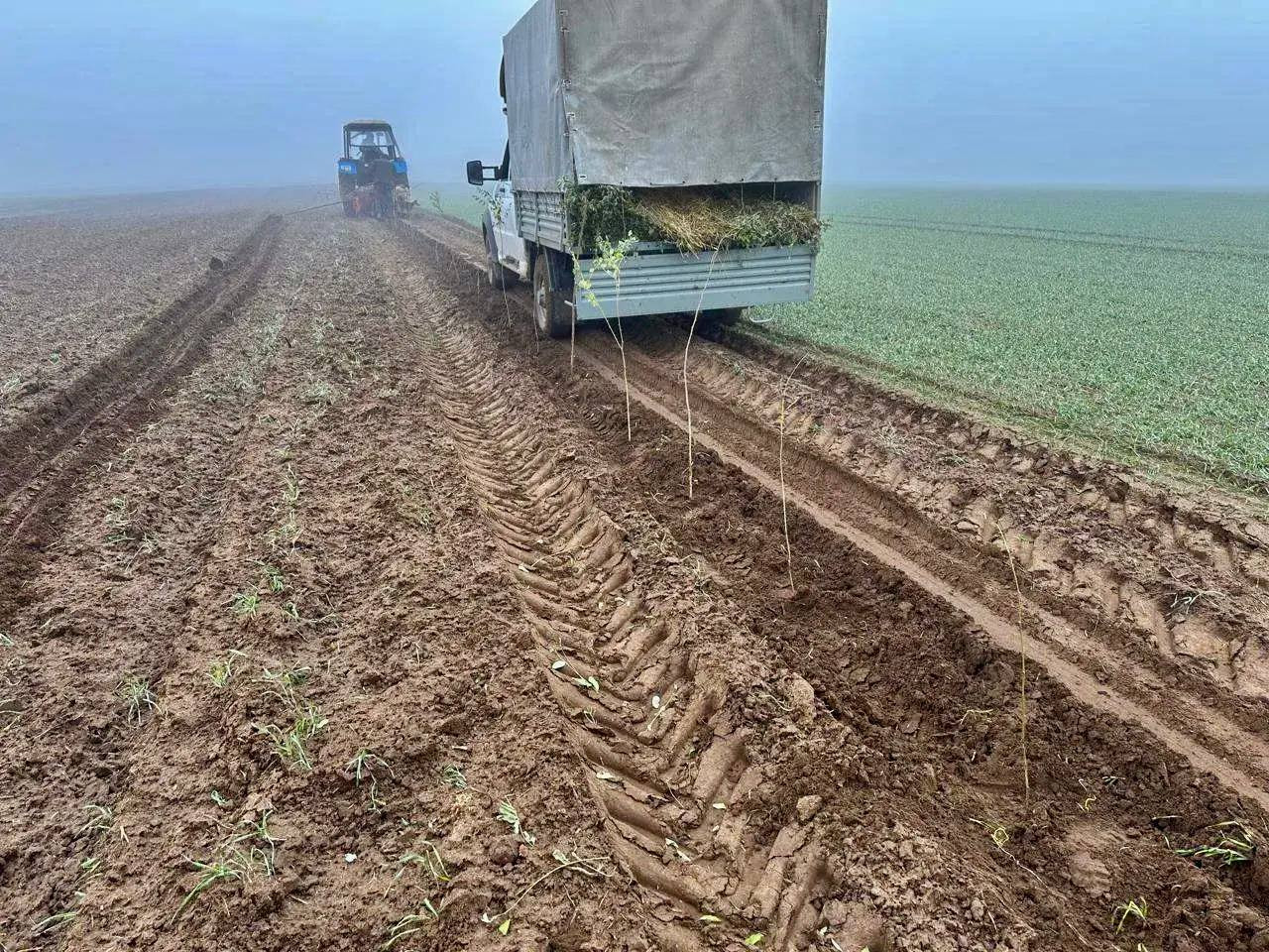 План по сохранению леса на Ставрополье на 2025 год полностью выполнен