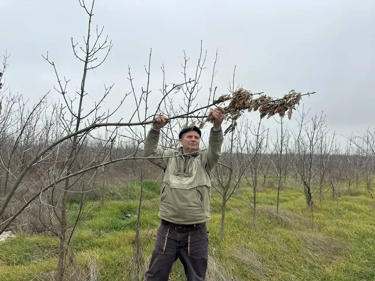 Семена лесных растений заготовили на Ставрополье Семена лесных растений заготовили на Ставрополье