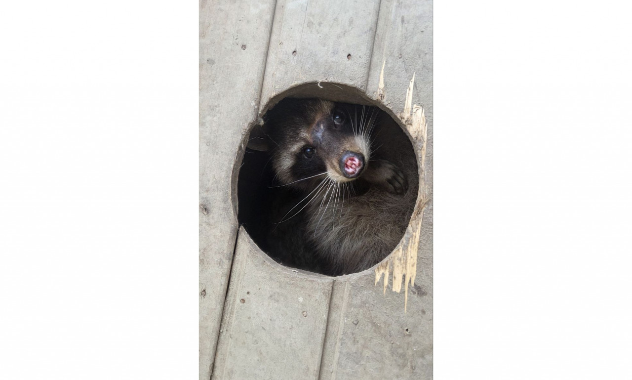 Енот по имени Вольт живет у ставропольских волонтеров Енот по имени Вольт живет у ставропольских волонтеров