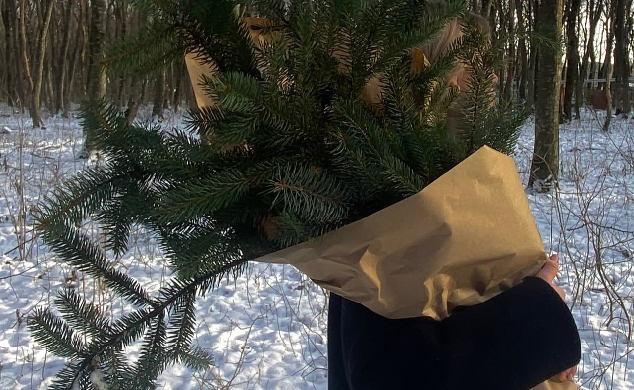 Где купить живую ёлку в Ставрополе: стали известны адреса ёлочных базаров Где купить живую ёлку в Ставрополе: стали известны адреса ёлочных базаров