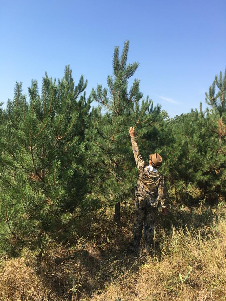 Хвойные деревья на Ставрополье усиленно охраняют в преддверии Нового года Хвойные деревья на Ставрополье усиленно охраняют в преддверии Нового года