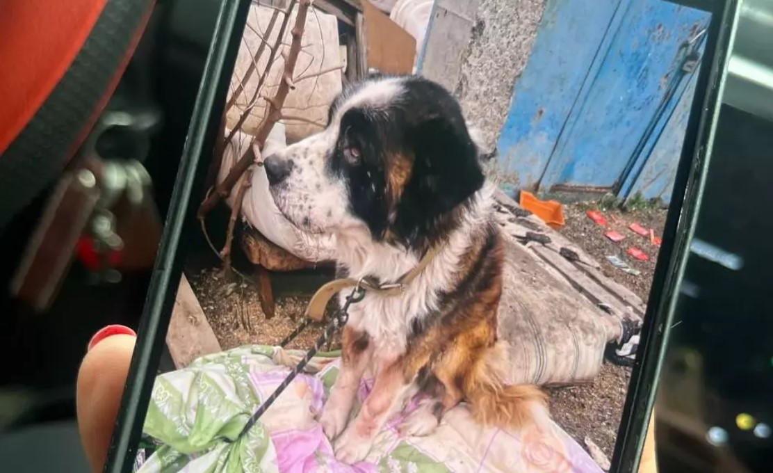 Около 200 погибших животных обнаружили в приюте в Ростовской области