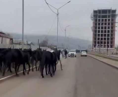 Табун лошадей прогуливался без хозяина возле школы и детсада в Кисловодске