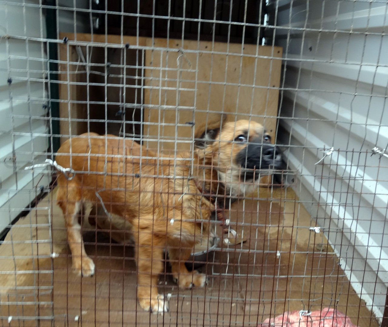 Нападений бездомных собак на Ставрополье стало на меньше Нападений бездомных собак на Ставрополье стало на меньше