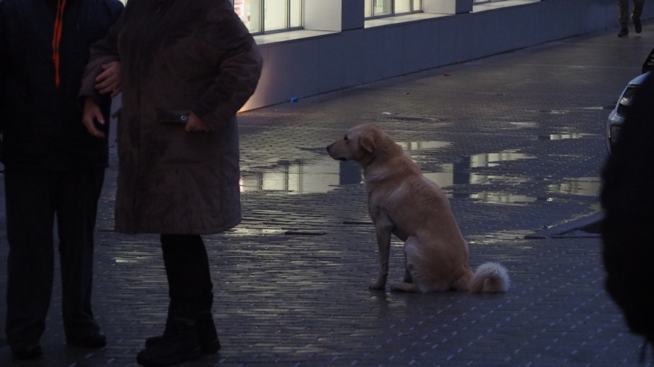 Более 3 млн рублей потратили на отлов бродячих собак в Кисловодске