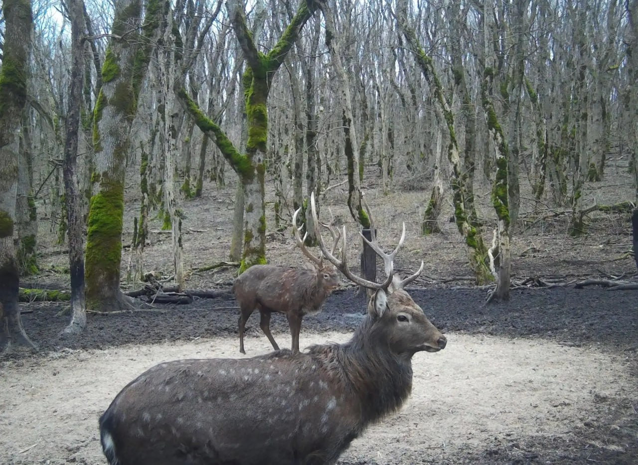 Пятнистых оленей запечатлела фотоловушка на Ставрополье Пятнистых оленей запечатлела фотоловушка на Ставрополье