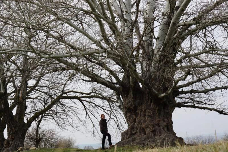 "Ставропольский баобаб": об огромной 200-летней осине рассказали в краевом минприроды