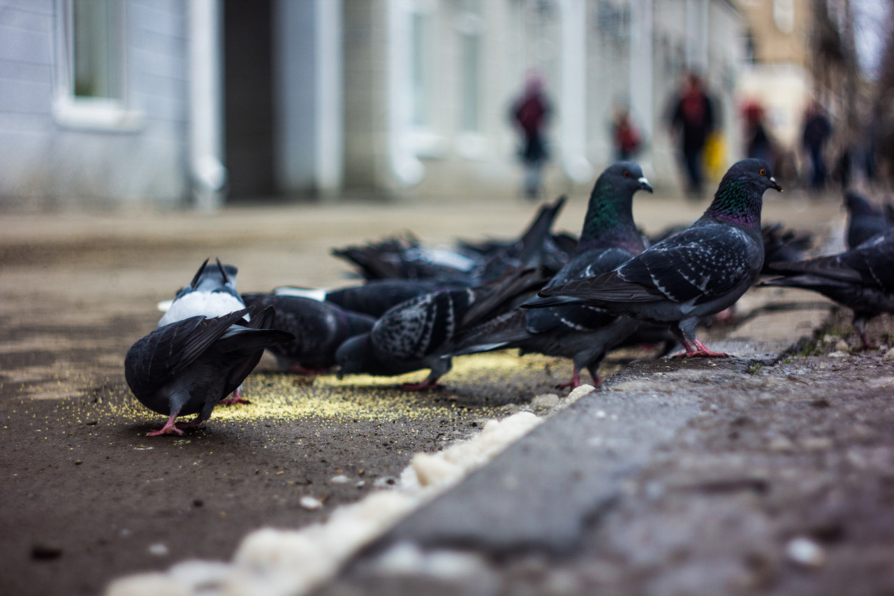 Сало без хлеба: экперты разъяснили, чем кормить птиц зимой на Ставрополье