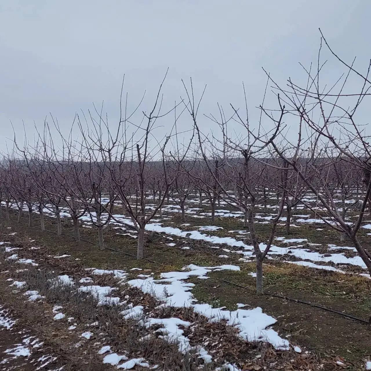 250 га садов планируется заложить на Ставрополье в 2026 году 250 га садов планируется заложить на Ставрополье в 2026 году