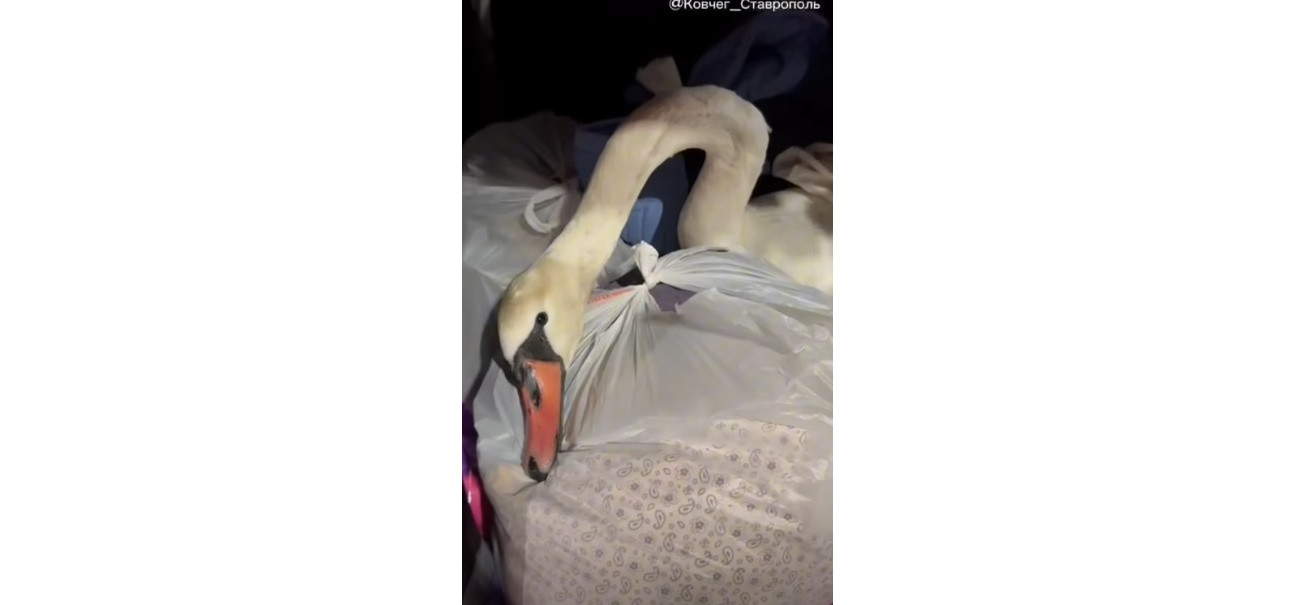 Врач скорой помощи и волонтеры спасли лебедя в селе Донском на Ставрополье