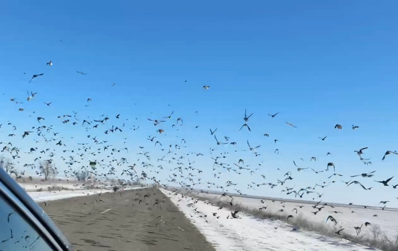 Ставропольчан предупредили о стаях жаворонков на дорогах Ставропольчан предупредили о стаях жаворонков на дорогах