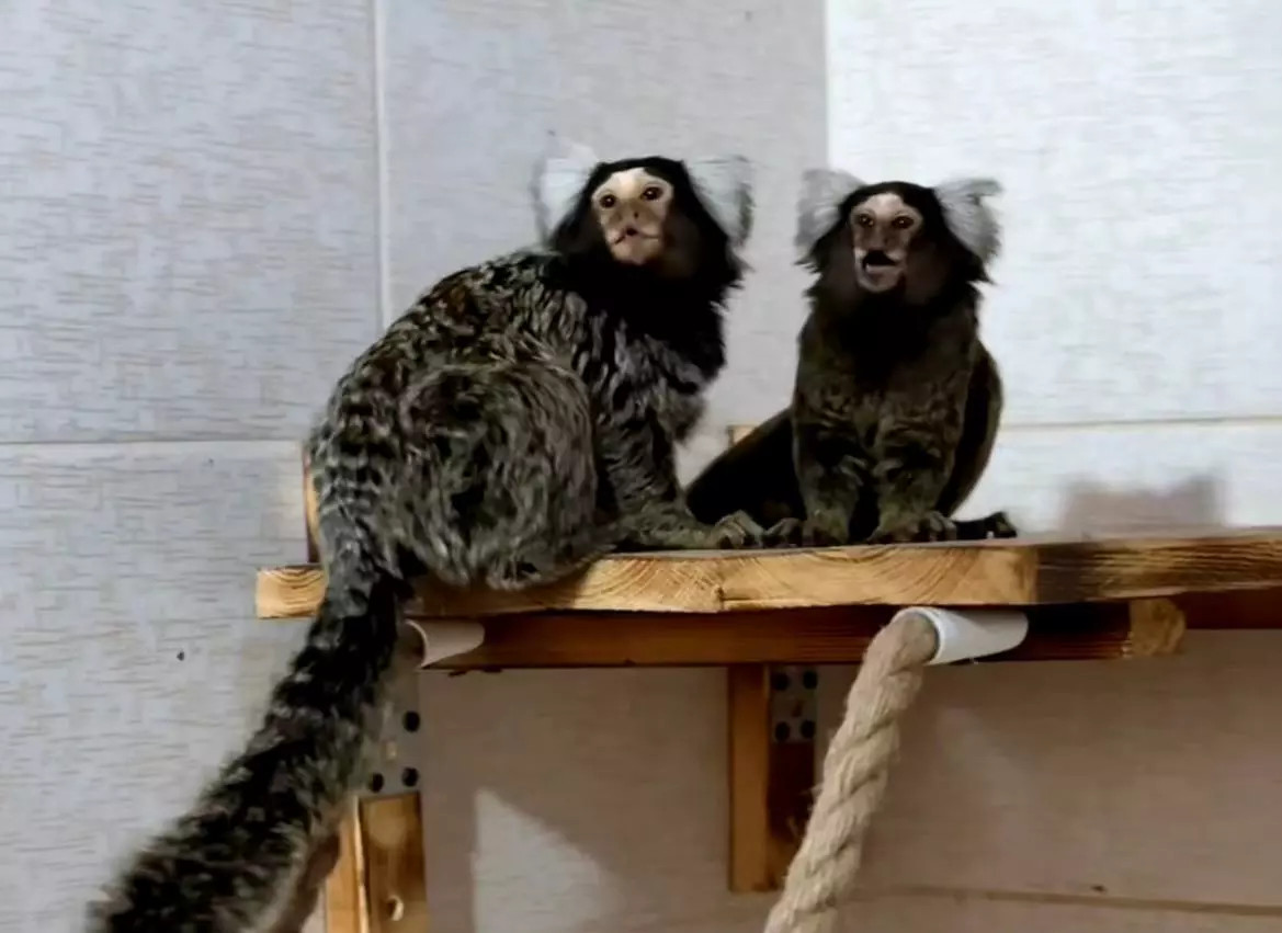 Белоухие игрунки поселились в парке «Лога» в Ростовской области