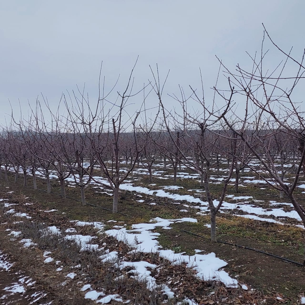 Более 528 млн рублей господдержки получат садоводы Ставрополья в 2026 году Более 528 млн рублей господдержки получат садоводы Ставрополья в 2026 году