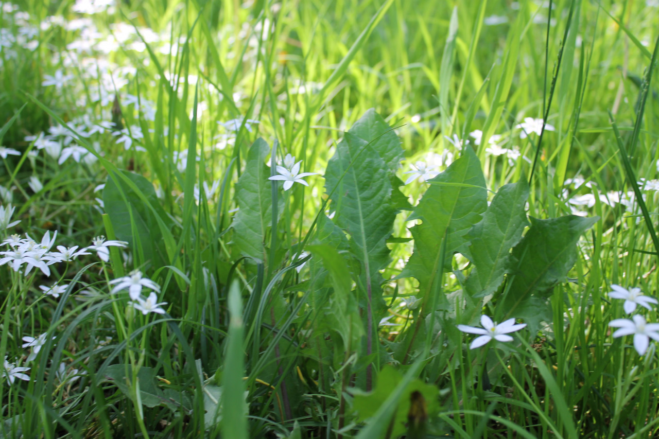 Стала известна дата наступления весны в 2026 году
