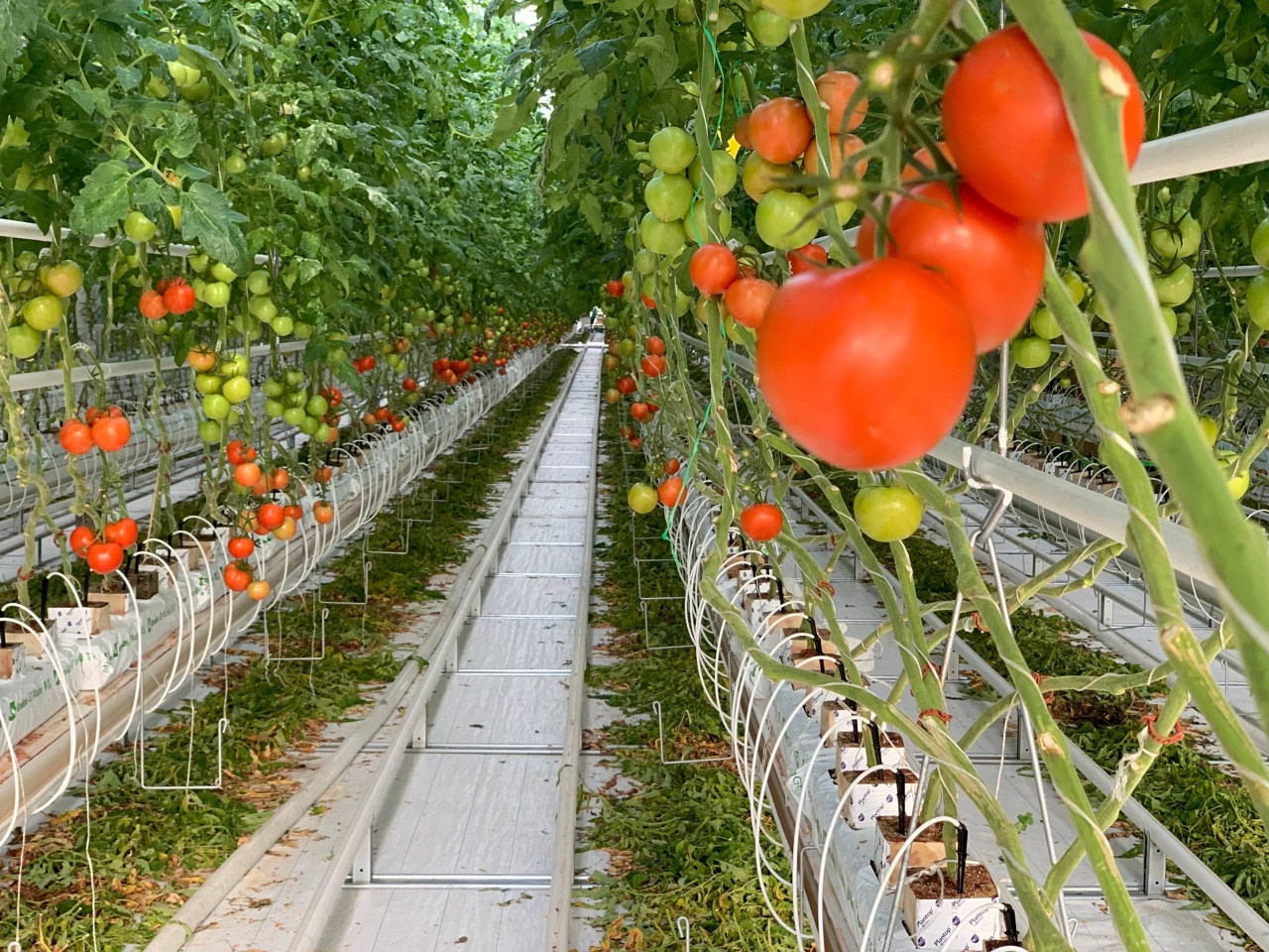 Больше 6 тыс. тонн тепличных овощей собрали на Ставрополье с начала этого года