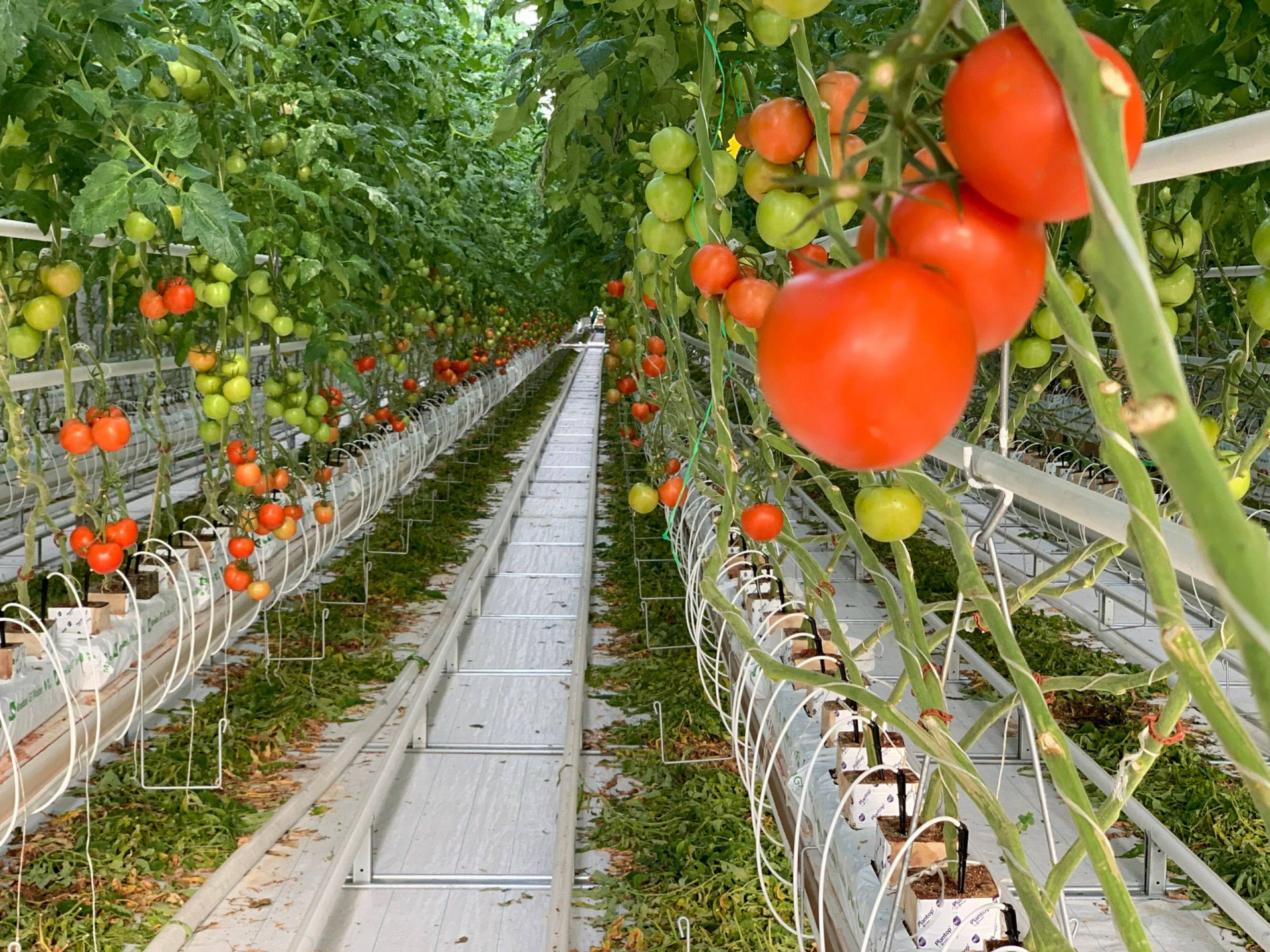 Больше 6 тыс. тонн тепличных овощей собрали на Ставрополье с начала этого года