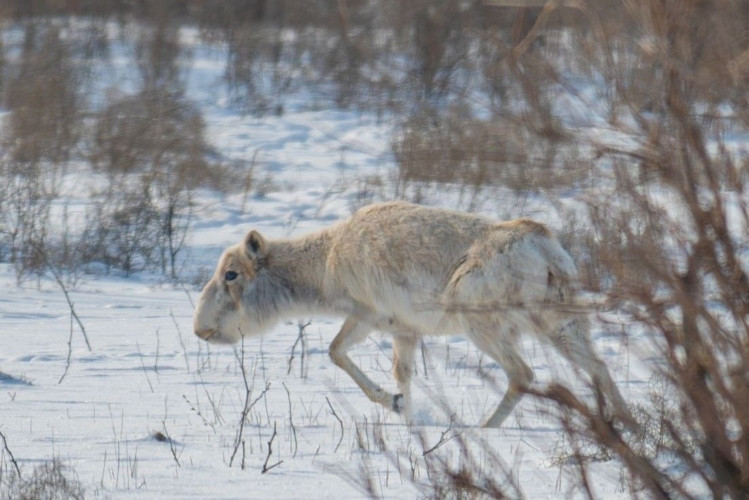 В Астрахани усилили охрану краснокнижных сайгаков