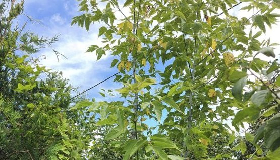 Штраф до 700 тыс. рублей за американский клен грозит жителям Ставрополья