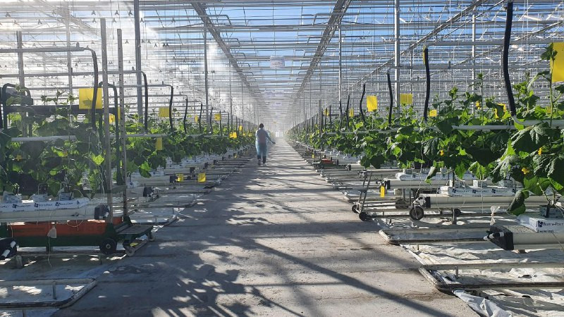 В Предгорном округе начали строить крупный тепличный комплекс для огурцов