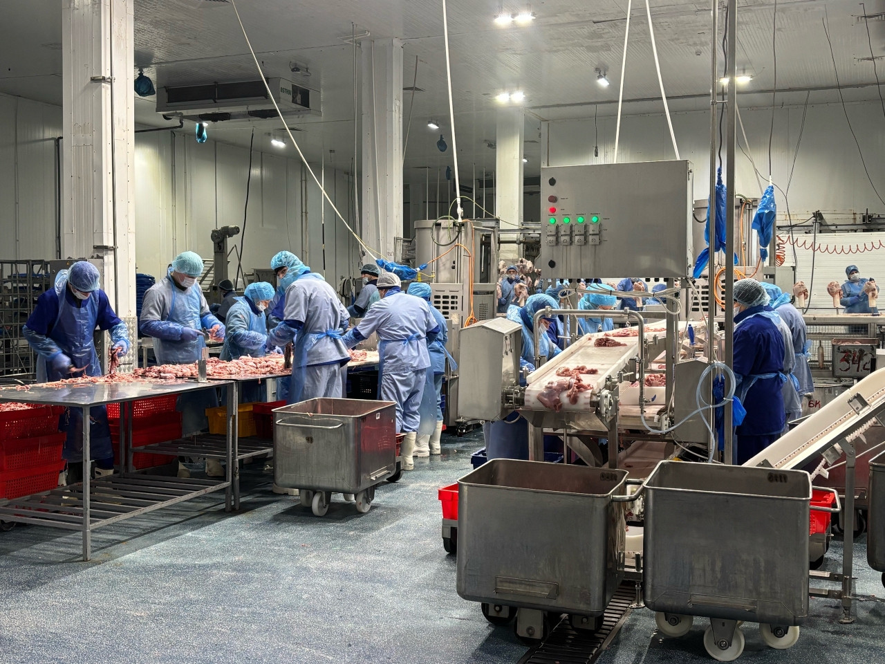 Ставропольская индейка "улетит" в Китай и Африку