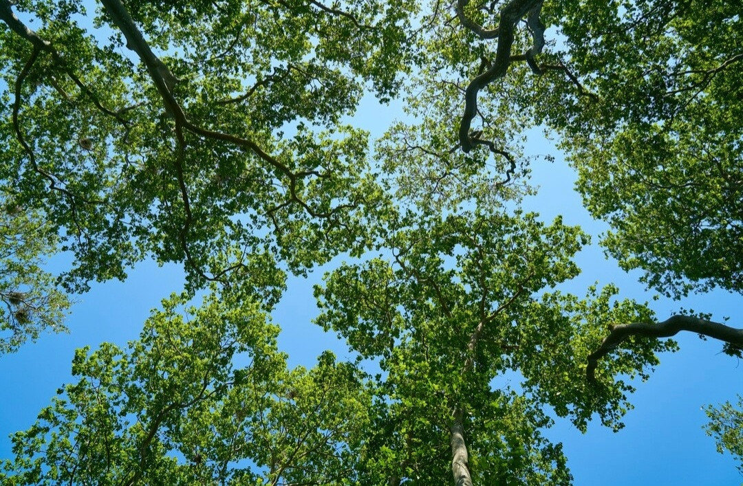 Сквер "Островские ванны" преобразят в Железноводске