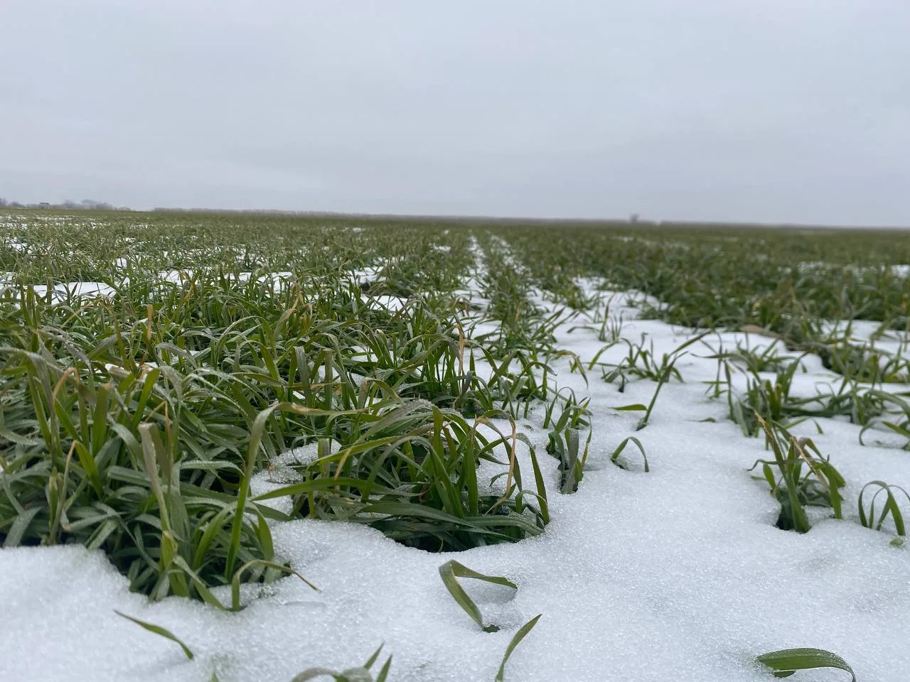 Чуть больше половины озимых на Ставрополье находятся в хорошем состоянии