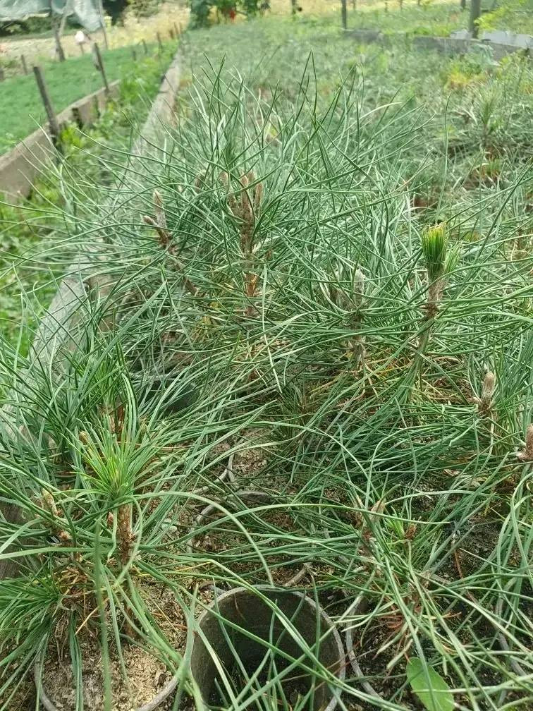 54 га лесов высадят на Ставрополье в 2026 году