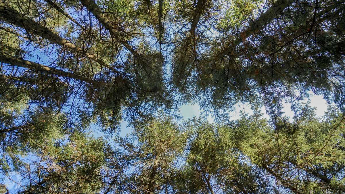 За порядком в лесах Ставрополья будут следить системы видеонаблюдения