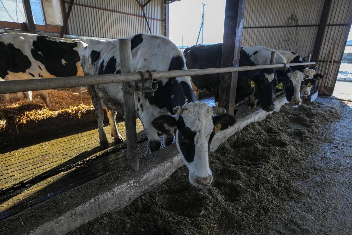 На Ставрополье увеличилось производство молока
