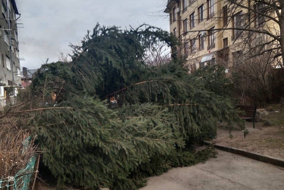 В Кисловодске большая ель рухнула на дорогу из-за сильного ветра