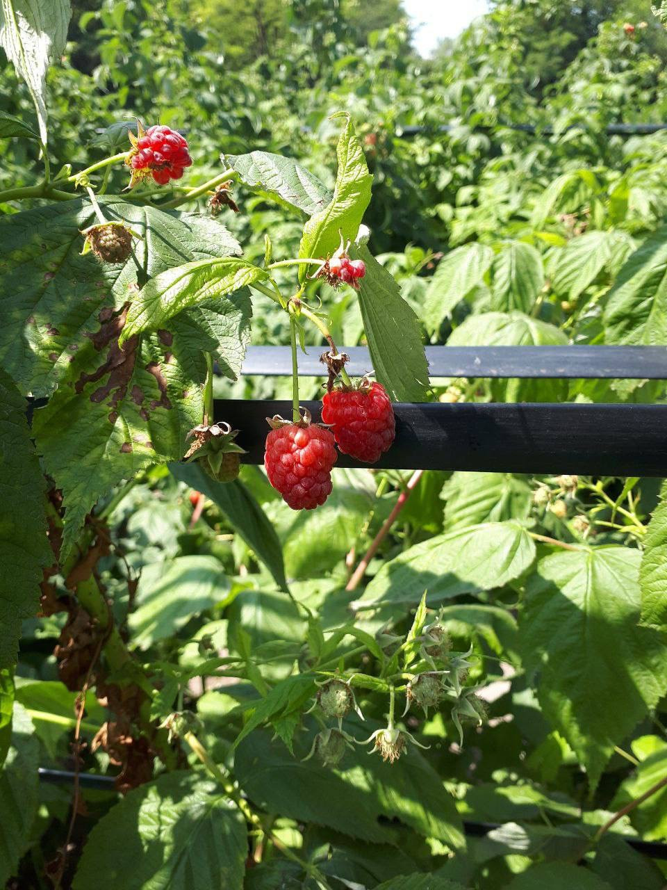 Ставропольский фермер начал экспорт саженцев малины в Узбекистан Ставропольский фермер начал экспорт саженцев малины в Узбекистан