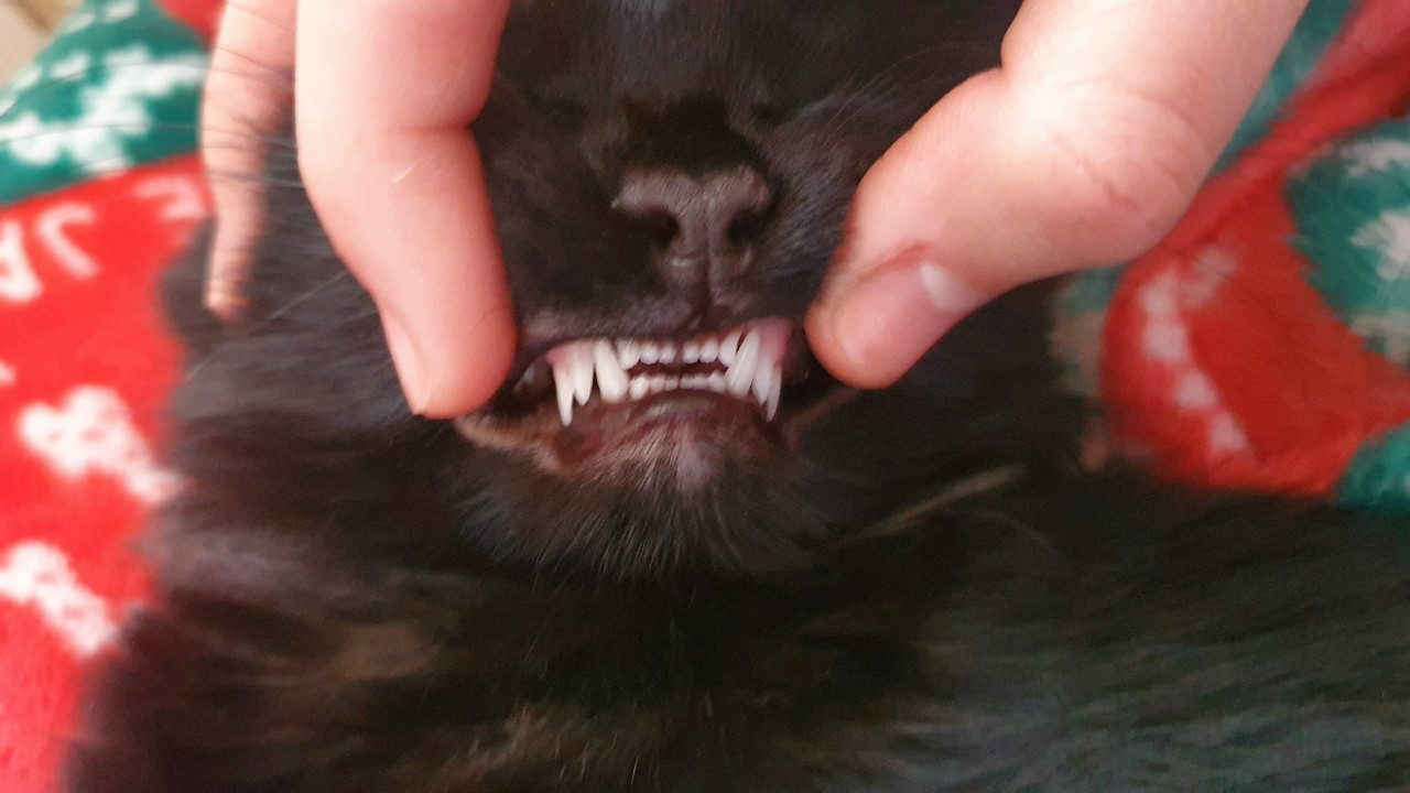 Ставропольцам-кошатникам рассказали, как почистить зубы кошке