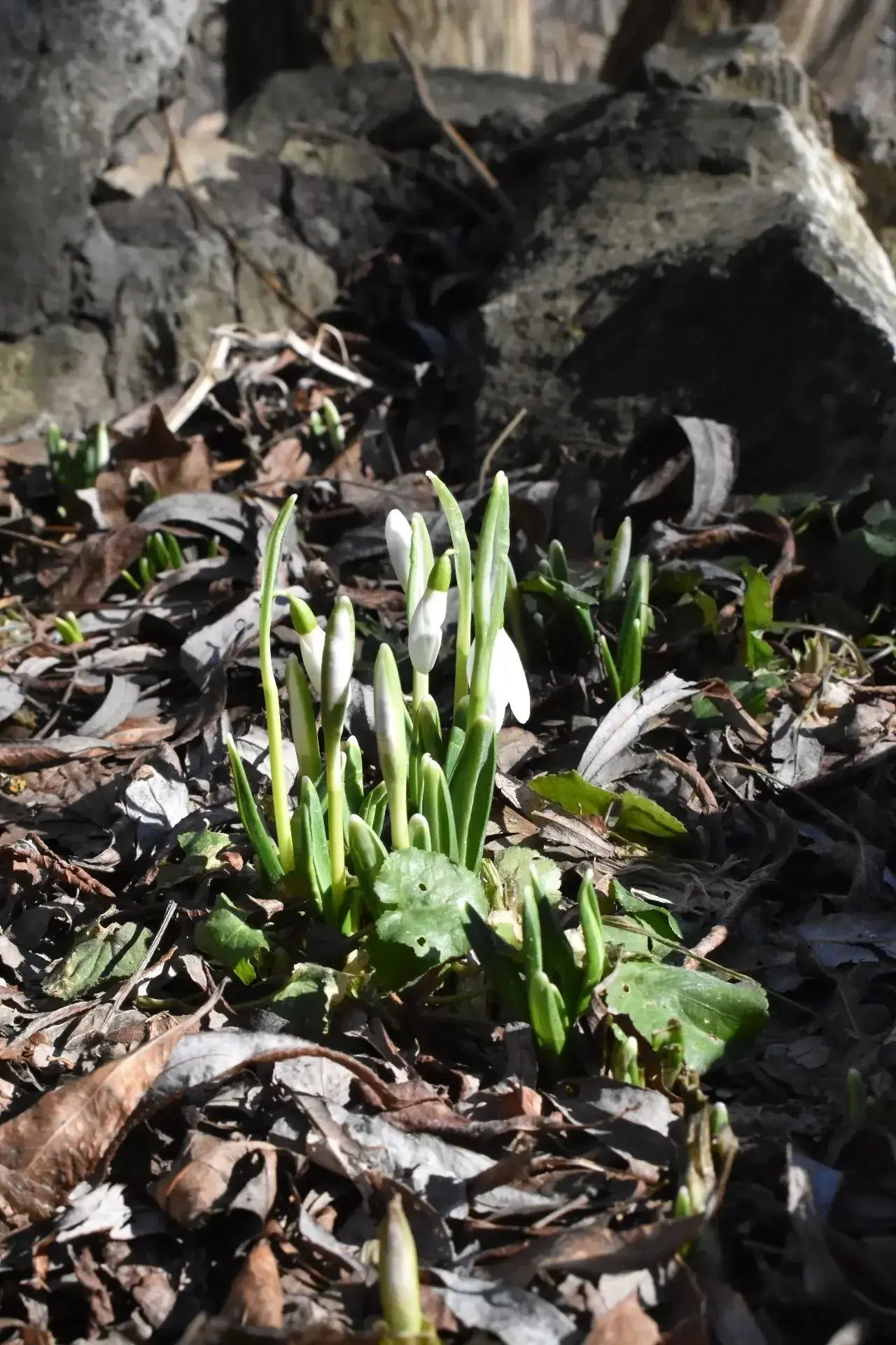 Не срывать краснокнижные первоцветы и не поощрать цветочных браконьеров попросили ставропольчан