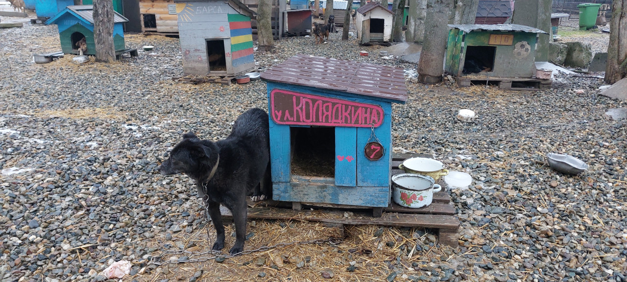 Суд на Ставрополье отказал зоозащитникам в отмене краевого закона о бездомных животных