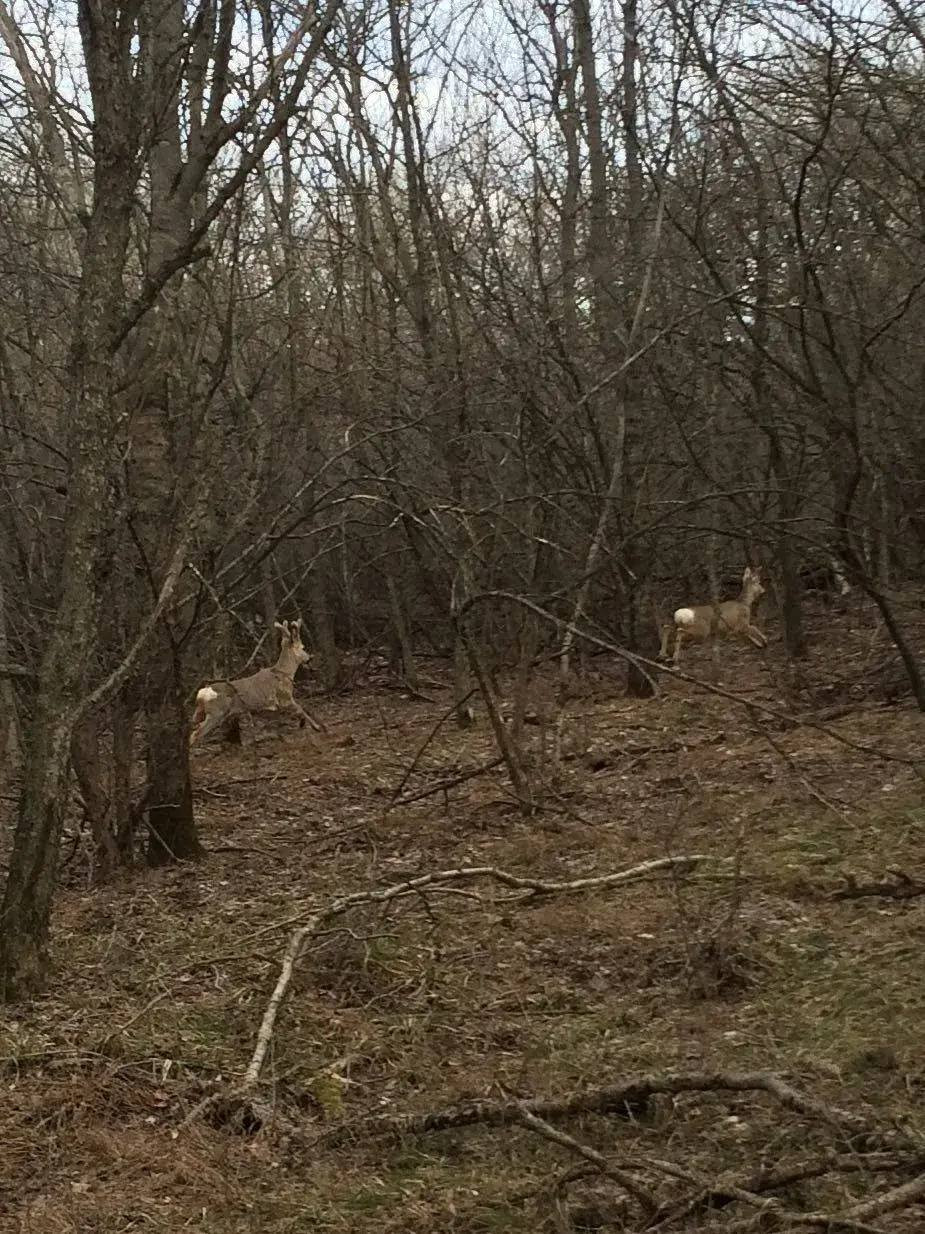 Диких животных подсчитывают в Ставропольском крае