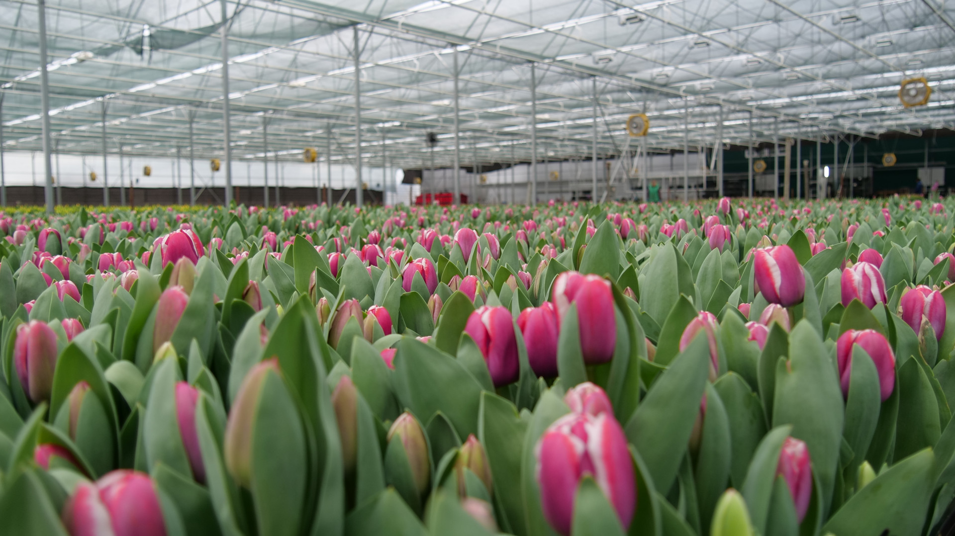 4 млн тюльпанов из Ставрополья порадуют женщин по всей стране