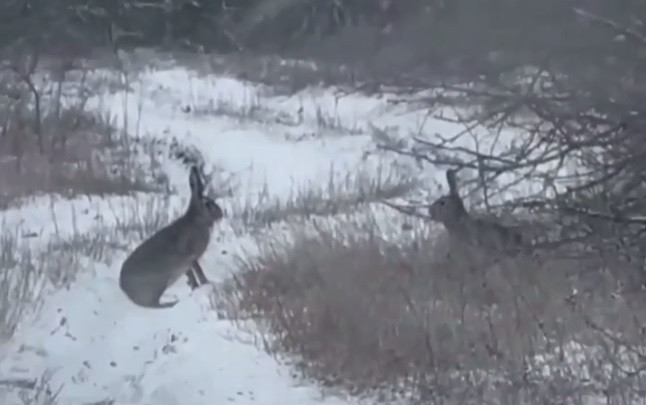 Драка двух зайцев попала в объектив фотоловушки на Ставрополье