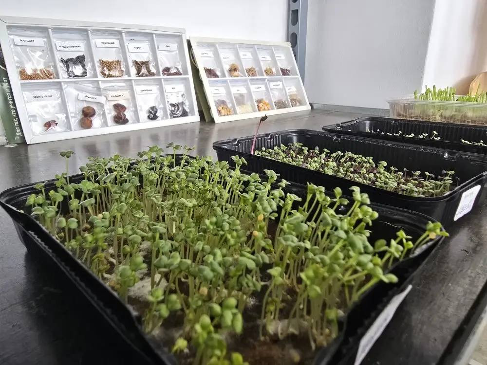 Баклажаны зацвели на школьных грядках в станице Марьинской