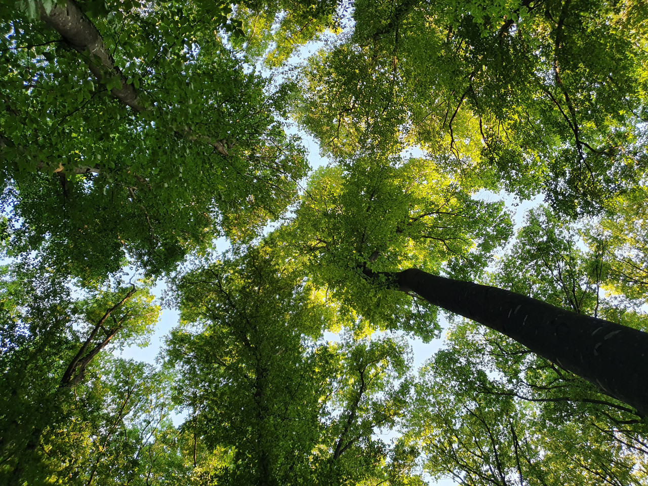 Системы видеонаблюдения будут фиксировать пожары в лесхозах Ставрополья