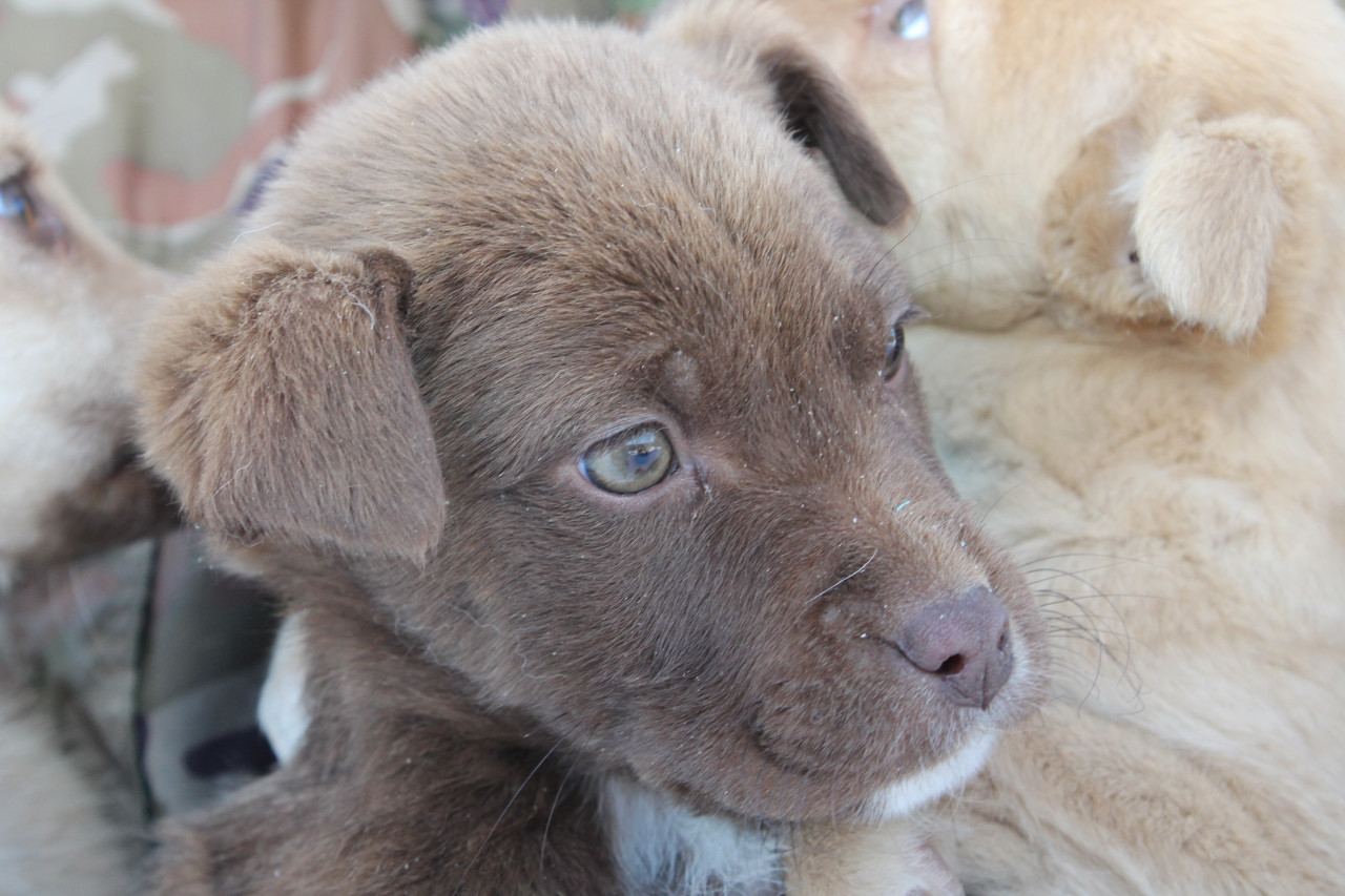 Ветслужба предупредила владельцев домашних животных об опасности вирусов с улицы