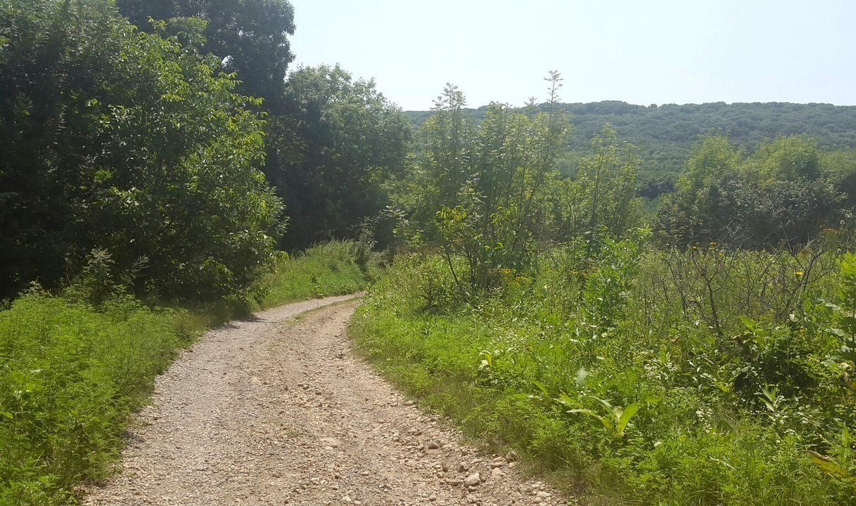 В Таманском лесу Ставрополя обустроят 13 км маршрутов для оздоровительной ходьбы