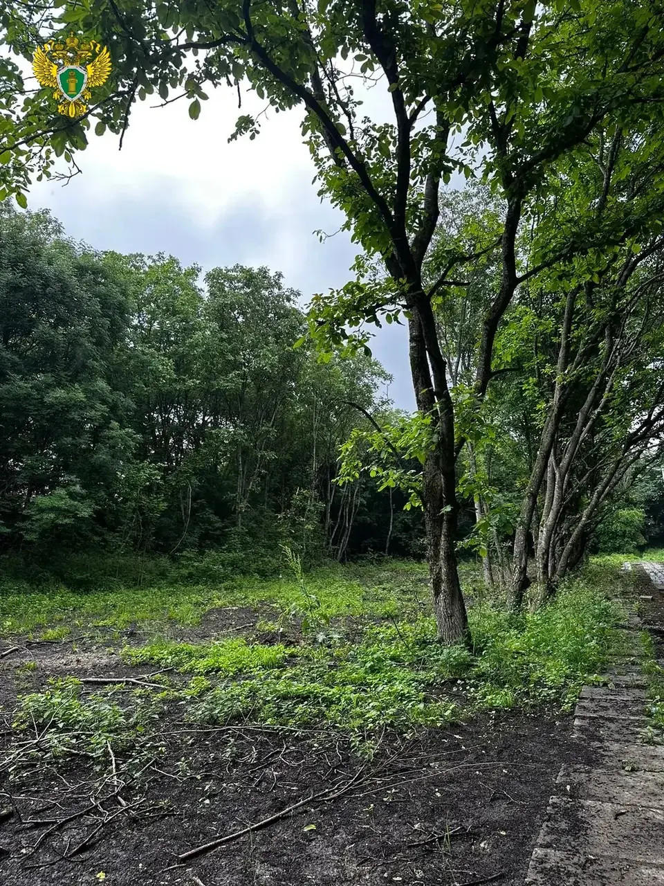 Больше 3,9 млн рублей заплатит организация в Железноводске за незаконную вырубку леса