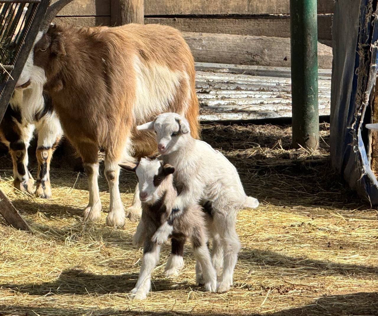 11 малышей появилось на свет в зоопарке парка Победы в Ставрополе