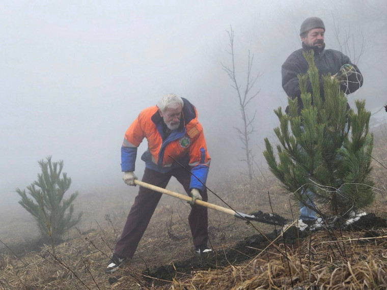 Крымские сосны посадили на вершине Машука в Пятигорске Крымские сосны посадили на вершине Машука в Пятигорске