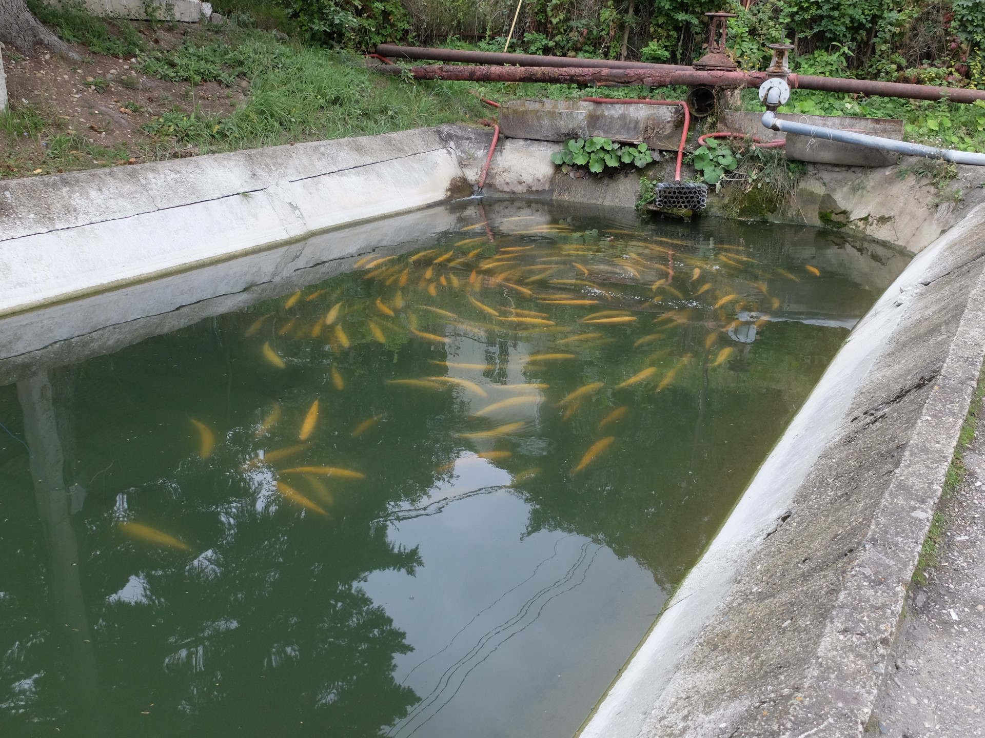 Производство форели в Предгорном округе выросло до 20 тонн