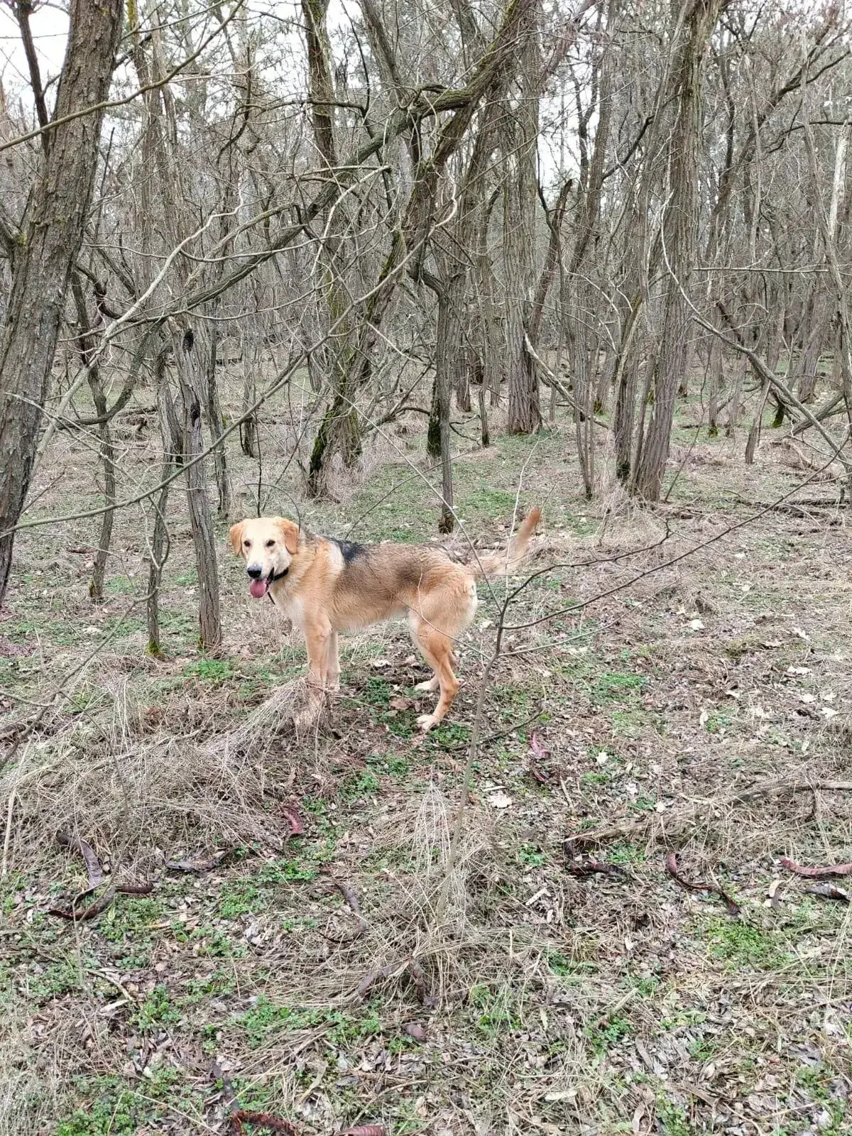 Гончих собак испытали на Ставрополье