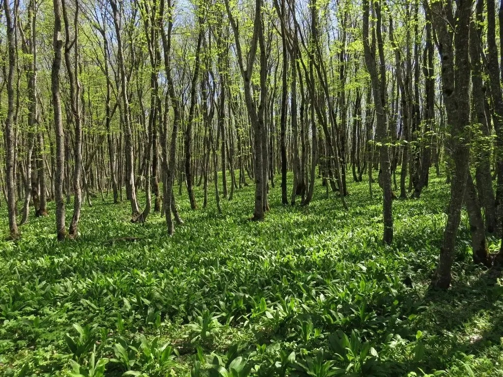 Пять ставропольских экотроп убирают перед началом туристического сезона Пять ставропольских экотроп убирают перед началом туристического сезона