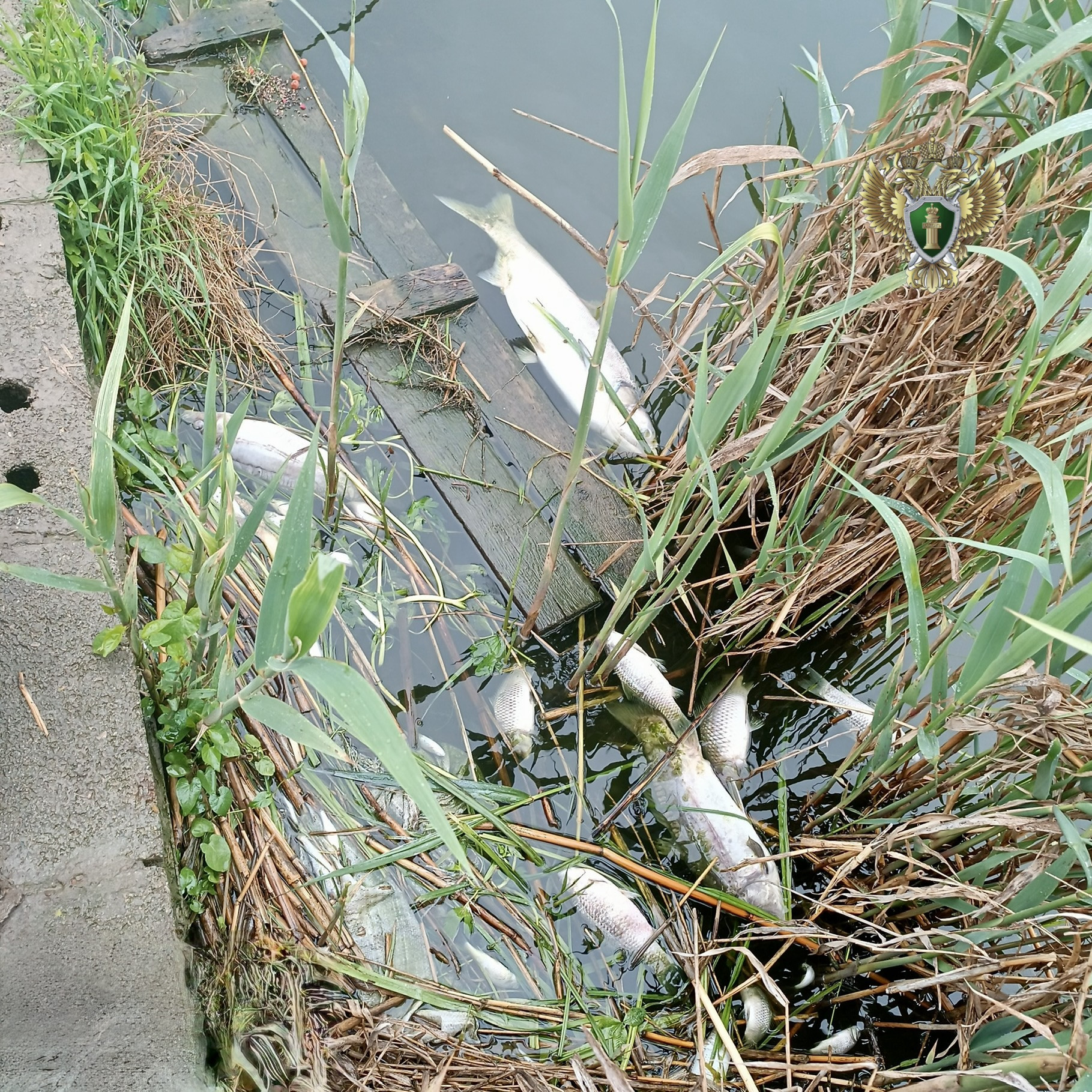 Больше 8 тыс. рыб погибло из-за крайводоканала в Грачевском округе