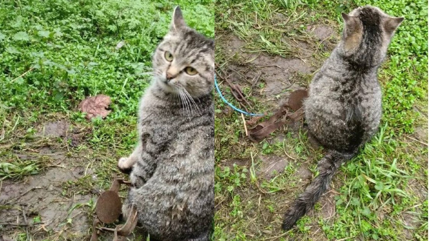 Спасатели в Дивном освободили кошку, угодившую в капкан