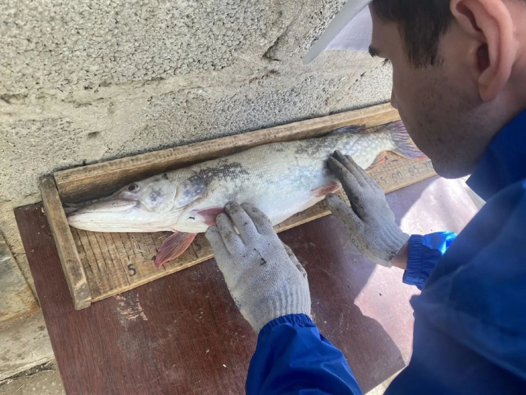 Рыбалка по-астрахански: что ловят в области этой весной? Рыбалка по-астрахански: что ловят в области этой весной?